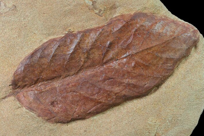 Red Fossil Leaf - Montana #135630